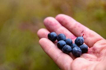 Closeup of Handfull of berries. Palm of the hand holding fresh wild blueberries handpicked from the...