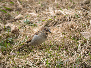 dry grass for nest
