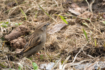 grass for nest