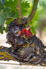 Detail of the trunk of a grapevine