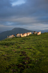 Des brebis basques en haut des montagnes qui courent dans l'herbe au coucher du soleil