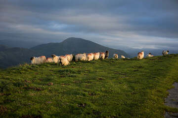 Des brebis basques en haut des montagnes qui courent dans l'herbe au coucher du soleil