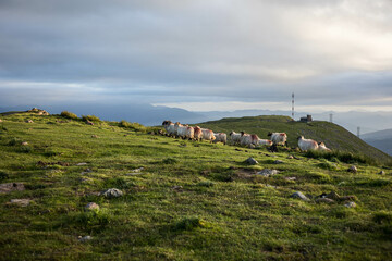 Des brebis basques en haut des montagnes qui courent dans l'herbe au coucher du soleil