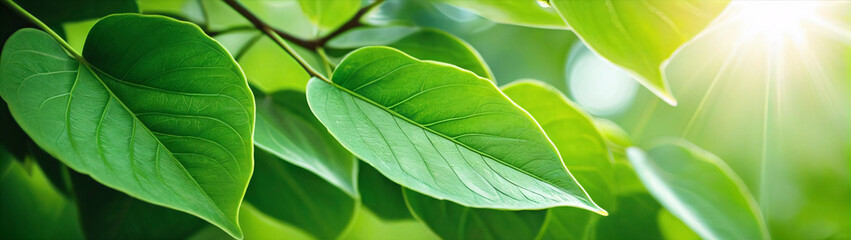 Obraz premium Close-up of fresh green leaves with soft sunlight perfect.