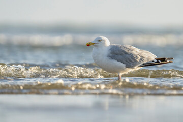 Eine Silbermöve am Strand am Meer