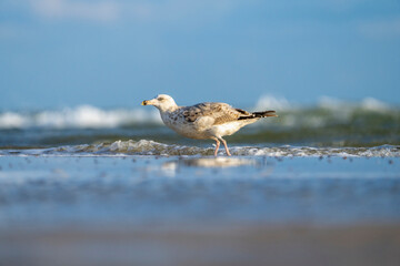 Eine Silbermöwe am Starand am Meer und im Hintergrund wellen und blauer Himmel
