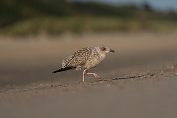 Eine Heringsmöwe läuft über den STrand 