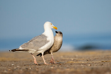 Eine Silbermöve mit einer Heringsmöwe schauen sich verliebt am Strand am Meer an