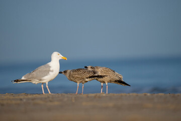 Eine Silbermöve und zwei heringsmöwen unterhalten sich am Strand und im hintergrund das Meer