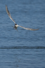 Eine Flussseeschwalbe im Flug mit einen Fisch im Schnabel mit blauen wasser im Hintergrund
