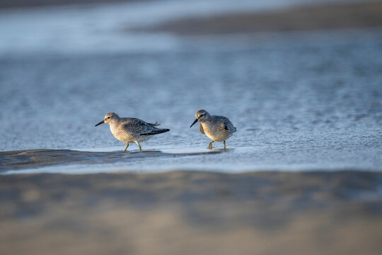 Zwei schnepfenv&ouml;gel durchsuchen den sand nach Nahrung