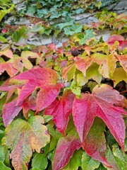 autumn leaves background