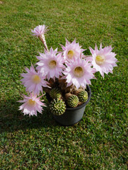 Echinopsis oxygona cactus with many open pink flowers