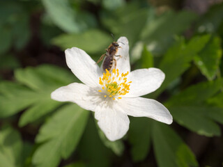 Obraz premium white anemone flower