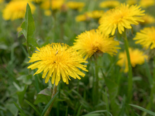 dandelions in spring grass close up