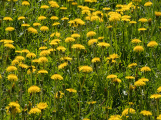 dandelions on a sunny day