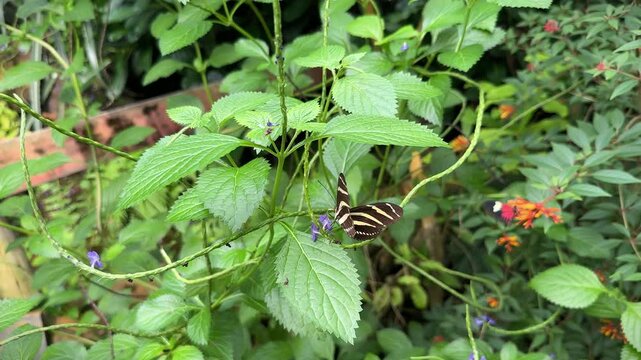 Zebra Longwing Butterfly or Heliconius charithonia with striped wings on Purple Porterweed plant.