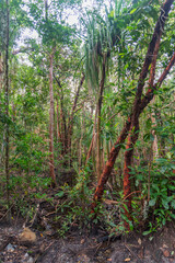 Tropical rainforest in Daintree River National Park in Queensland, Australia. 