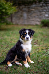 Tricolor aussie puppy sit in the grass