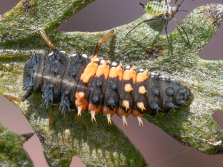 A single Ladybird larvae