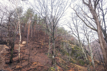 Fototapety na wymiar - Fototapeta24.pl