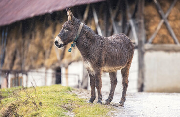 This gentle donkey, with its wet coat glistening from the morning dew, gazes thoughtfully at the...