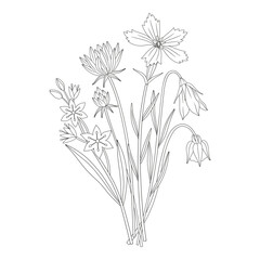 Wildflower bouquet with bellflower, gagea, different meadow flowers, and blooming wild plants. Line art, minimal style, contour. Botanical hand-drawn elements for design projects. Vector illustration