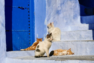 gatti di strada e di Souk del Marocco