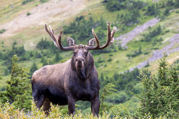Bull Alaska yukon Moose in Autumn in Alaska