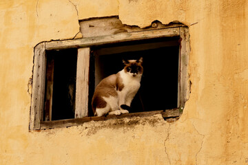 gatti di strada e di Souk del Marocco