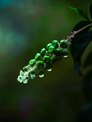 flor con gotas de agua