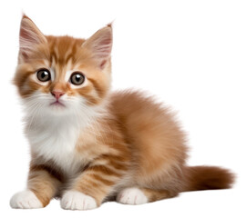 Obraz premium PNG Relaxation carnivora portrait whiskers.