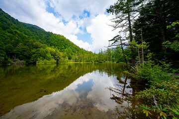 Fototapeta premium 上高地 明神池の風景