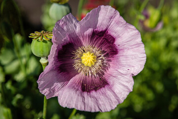 Lila Schlafmohnbl&uuml;te (Papaver somniferum) mit Samenkapseln