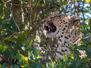 A leopard (Panthera pardus) with its mouth open looks out from its hiding place. Only the head is...