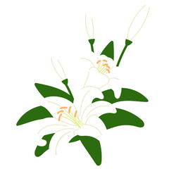 white illy corner branch illustration