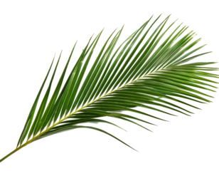 Palmwedel isoliert auf weißen Hintergrund, Freisteller,Transparent 