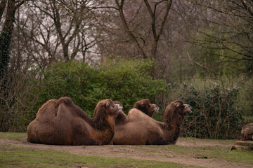 Three camels lying down and ruminating. Camelus dromedarius, wild animal with two humps