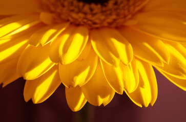 Close-up of a beautiful blooming yellow gerbera. Flower background. Warm colors.