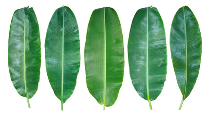Collection of banana leaf isolated on white background.