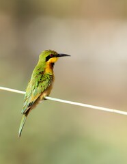 Little Bee-eater (Merops pusillus), resting on its perch in Gambia (Africa).