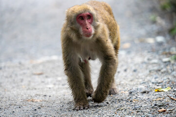 上高地の日本猿の写真