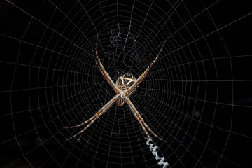 Macro photography. Small insect in its natural habitat.
insect life.