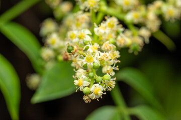 Macro photography. Foliage in macro photography. with a predominance of green color. small leaves.