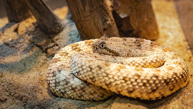 Desert Sidewinder coiled up in a zoo herpetarium. The Mohave desert sidewinders lives in the deserts of North America.