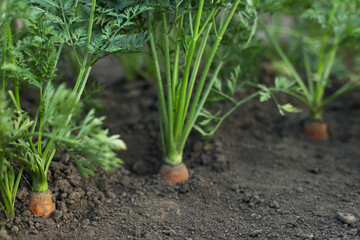 Many carrots growing in soil outdoors, closeup