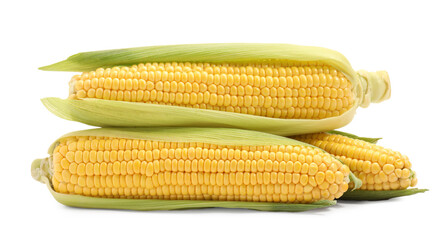 Corncobs with green husks isolated on white