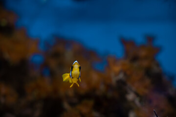 Life under the ocean. Exploring wild marine life underwater. Clark's anemone fish also known as the...