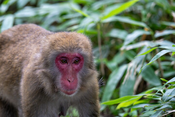 Obraz premium 上高地の日本猿の写真