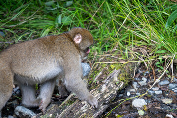 Obraz premium 上高地の日本猿の写真